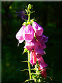 Foxglove flowers, Savernake Forest