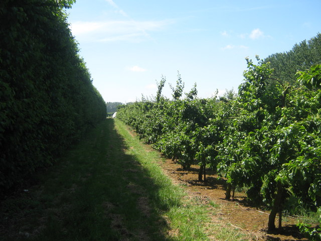 Footpath through Orchard