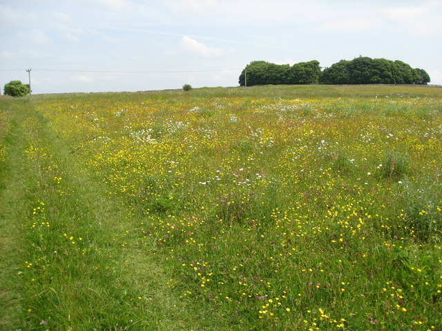 Hay Meadow near Hard Rake © Alan Heardman :: Geograph Britain and Ireland