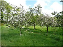 SW8458 : The orchard, Trerice, Newlyn by Humphrey Bolton