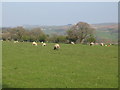 Pastures east of Bankshead above the River Irthing (4)