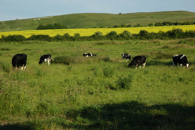 Cattle grazing near Woolstone