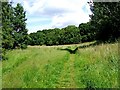 Path on the edge of Springfield Park