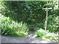 Bridleway crossroads in Perry Wood