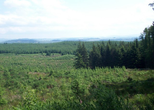 Laurieston Forest, old and new