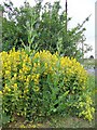 SU0726 : Yellow Loosestrife, Bishopstone by Maigheach-gheal