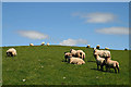 Sheep on Quhytewoollen Hill