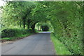 Tree tunnel, Mill Lane