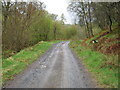 Track on the Craigengillan Estate