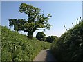 Lane near Diptford