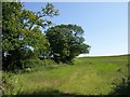 Trees and field, Diptford