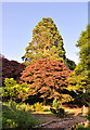 A Redwood and a Copper Beech compete for glory - Miskin Manor Hotel