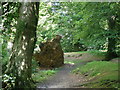 Fallen tree, Castle Neroche