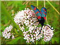 Sandend: six-spot Burnet moth feeding among the dunes