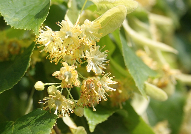 Lime tree flowers © Bob Embleton :: Geograph Britain and ...