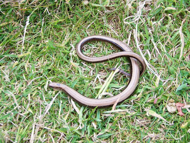 Slow Worm © James T M Towill :: Geograph Britain and Ireland