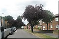 Looking westwards along Chilworth Grove