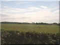 Grazing land near Tyddyn-llwyn