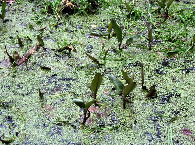 Leaves of Bogbean poking through the Duckweed