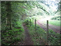 Footpath in Tangle Wood