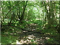 Path, through Grange Wood