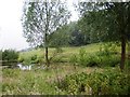 The pond near Wardale