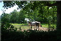 TQ4741 : Horses off Mote Lane by N Chadwick