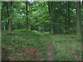 Footpath in Kings Wood