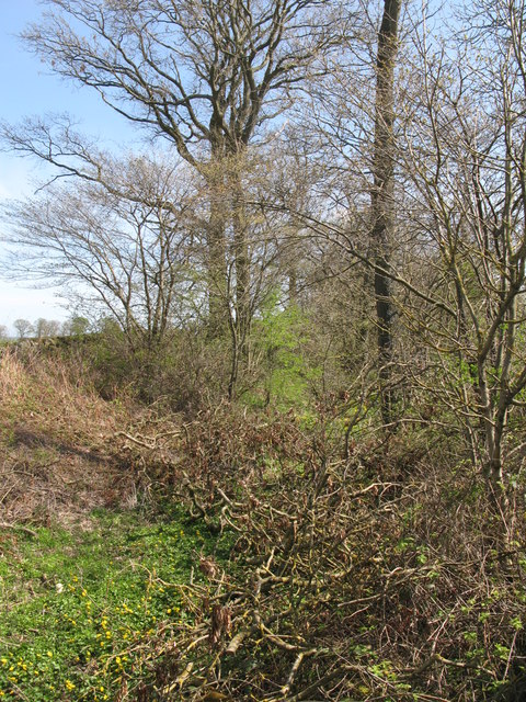 The (slightly overgrown) north defensive ditch of Hadrian's Wall east of Halton Shields