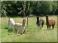 Alpacas, near Blackwater