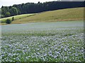 Linseed flax (Linum usitatissimum), near Whitsbury