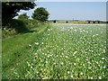 Poppy heads near Whitsbury