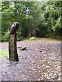 Owl in the Park