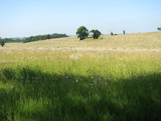 Boudica's Way - past a wild flower... © Evelyn Simak :: Geograph ...