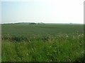 Farmland, Potter Brompton Farm