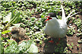 NU2135 : A tern defending her chicks beside the footpath on Inner Farne by Andy F