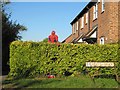 Spider man in the hedge