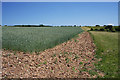 Field boundary, Little Whelnetham