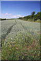 Wheat field at Great Whelnetham