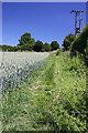 Footpath to Little Whelnetham