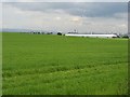 Barley field, Arkleston Road