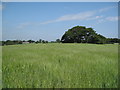 Farmland near Hope