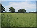 Field of Peas near Honkley