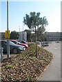 Supported trees by QA car park