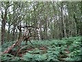 TQ5124 : Cypress Wood by Simon Carey