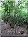 TQ5124 : Footpath, Cypress Wood by Simon Carey