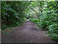 SU8185 : Footpath through Hog Wood by Shaun Ferguson