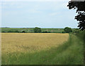 2009 : Field of barley  Stanton St. Quintin