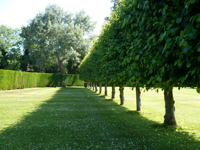 A row of pleached lime trees in the... © pam fray cc-by-sa/2.0 ...