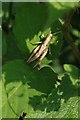 Spring Wood Grasshopper